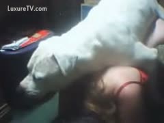 A brunette woman bows to the white puppy.